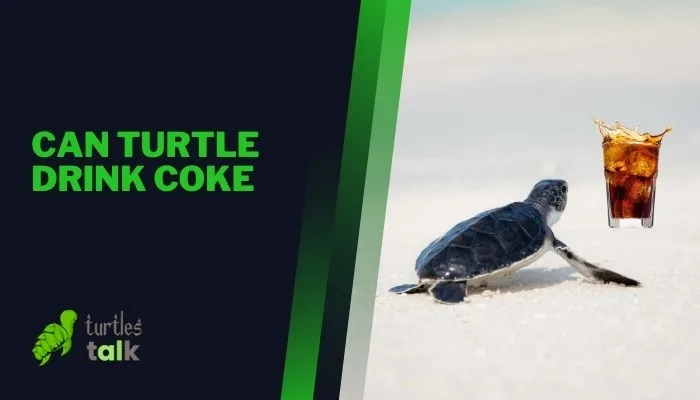 Can Turtle Drink Coke