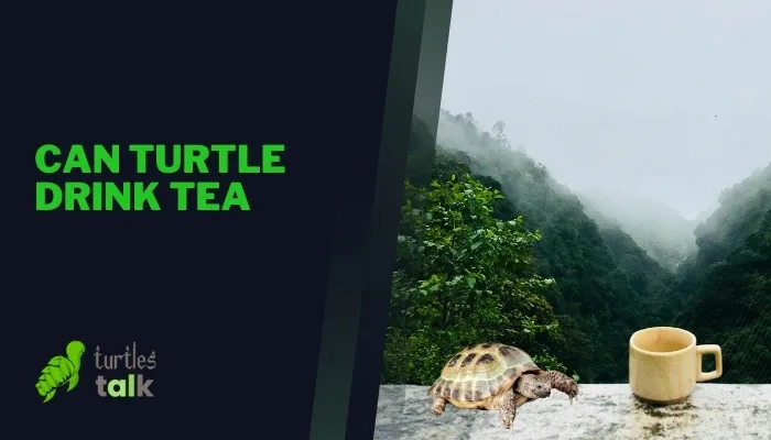 Can Turtle Drink Tea