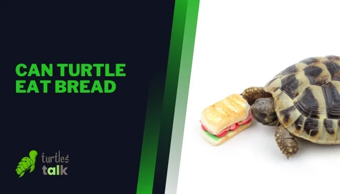 Can Turtle Eat Bread