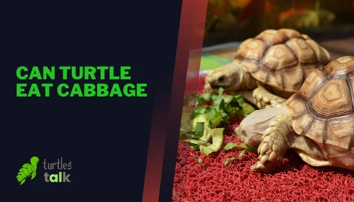 Can Turtle Eat Cabbage