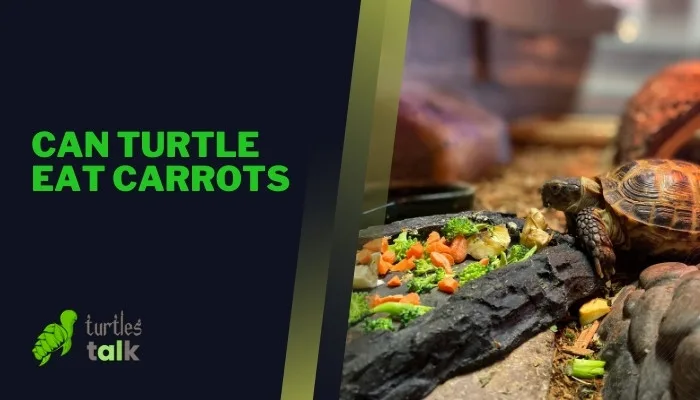 Can Turtle Eat Carrots