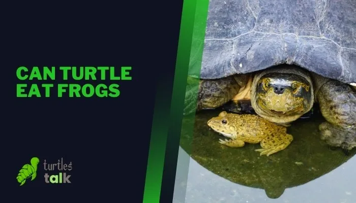 Can Turtle Eat Frogs