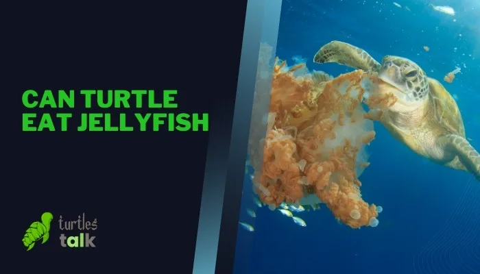 Can Turtle Eat Jellyfish