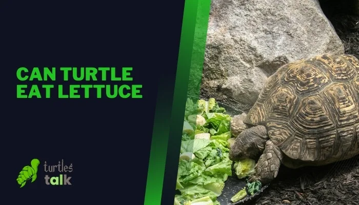 Can Turtle Eat Lettuce