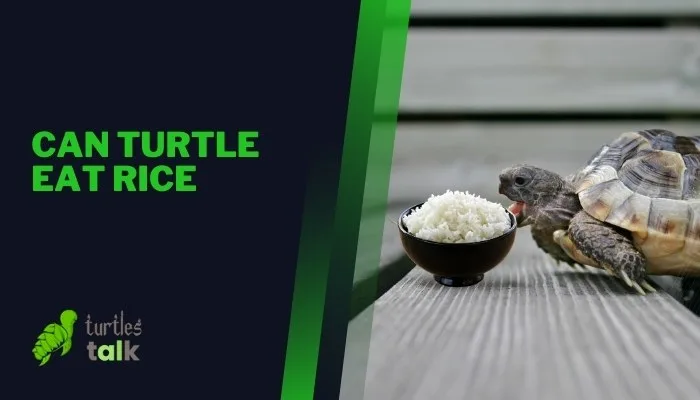 Can Turtle Eat Rice