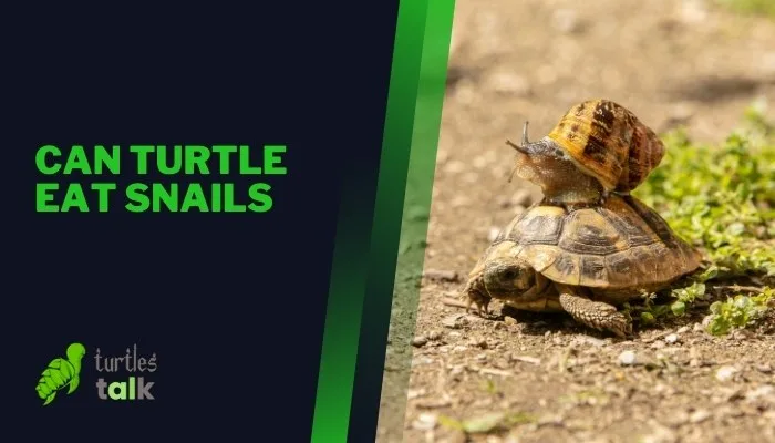 Can Turtle Eat Snails