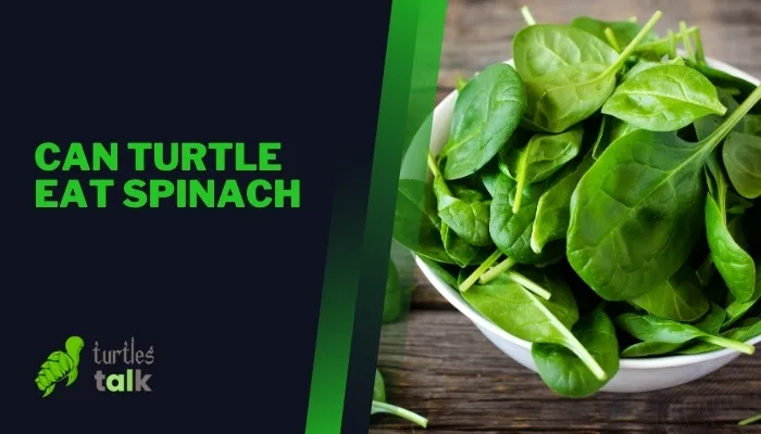 Can Turtle Eat Spinach