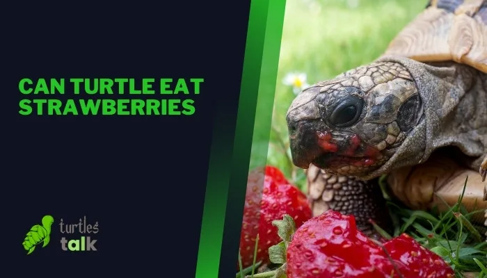 Can Turtle Eat Strawberries