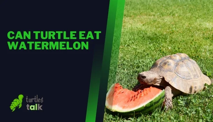 Can Turtle Eat Watermelon