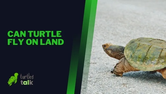 Can Turtle Fly on Land