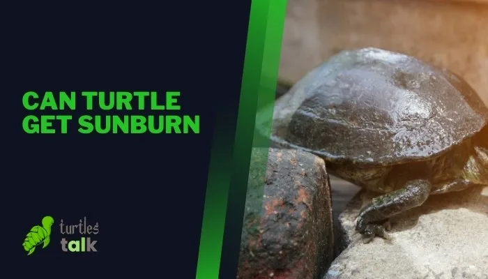 Can Turtle Get Sunburn