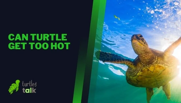 Can Turtle Get Too Hot