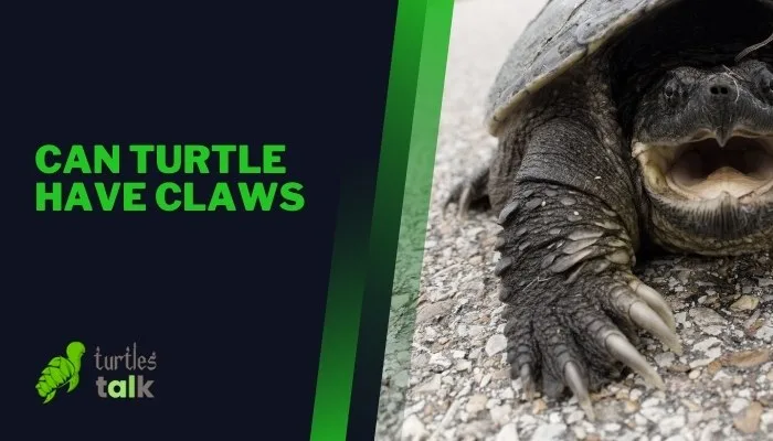 Can Turtle Have Claws