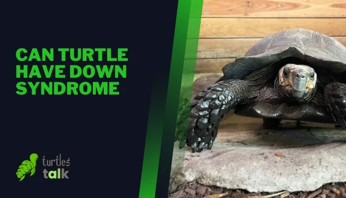 Can Turtle Have Down Syndrome