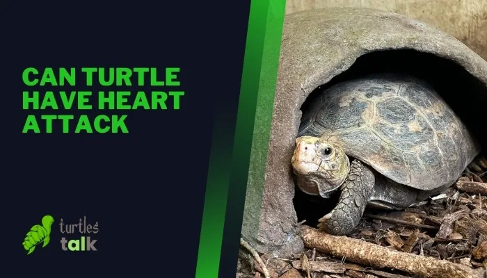 Can Turtle Have Heart Attack