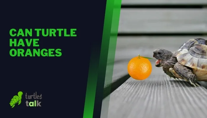 Can Turtle Have Oranges