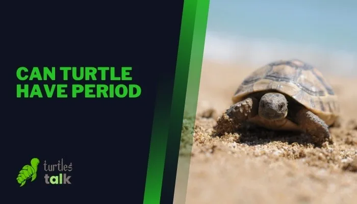 Can Turtle Have Period