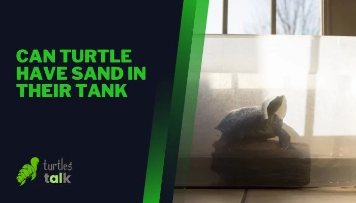 Can Turtle Have Sand in Their Tank
