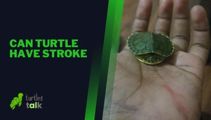 Can Turtle Have Stroke