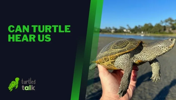 Can Turtle Hear Us