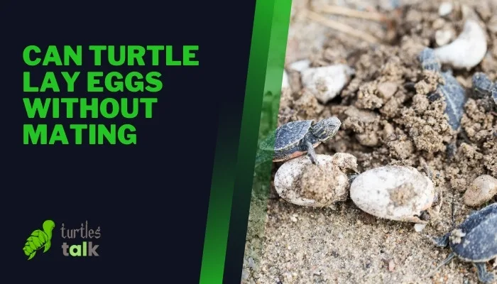 Can Turtle Lay Eggs Without Mating