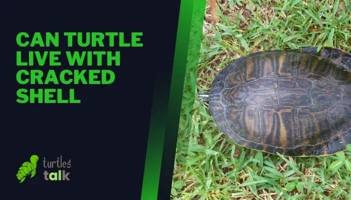 Can Turtle Live With Cracked Shell