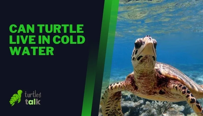 Can Turtle Live in Cold Water