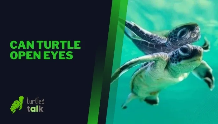 Can Turtle Open Eyes