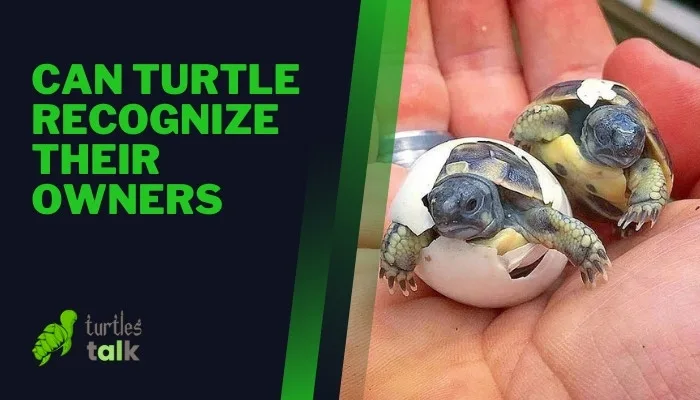 Can Turtle Recognize Their Owners