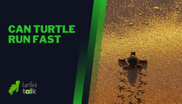 Can Turtle Run Fast