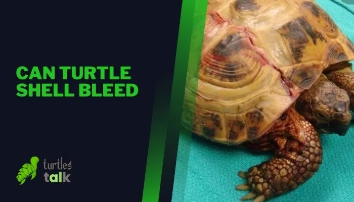 Can Turtle Shell Bleed