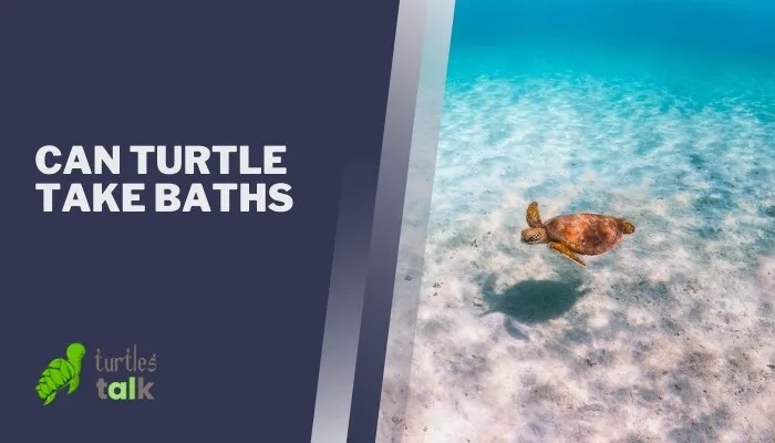 Can Turtle Take Baths