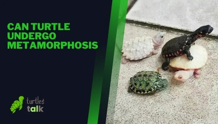 Can Turtle Undergo Metamorphosis