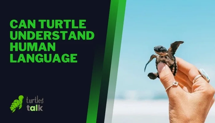 Can Turtle Understand Human Language