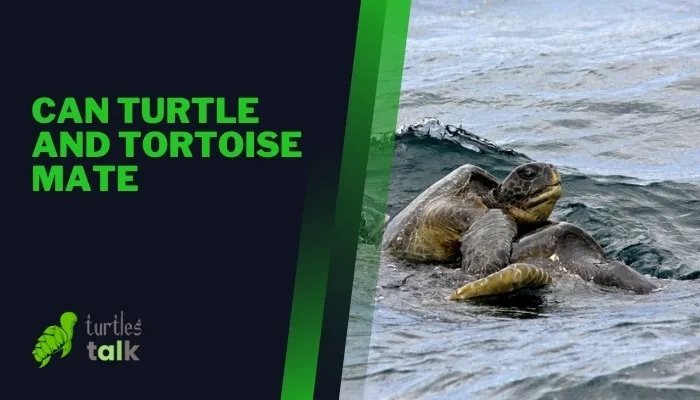 Can Turtle and Tortoise Mate