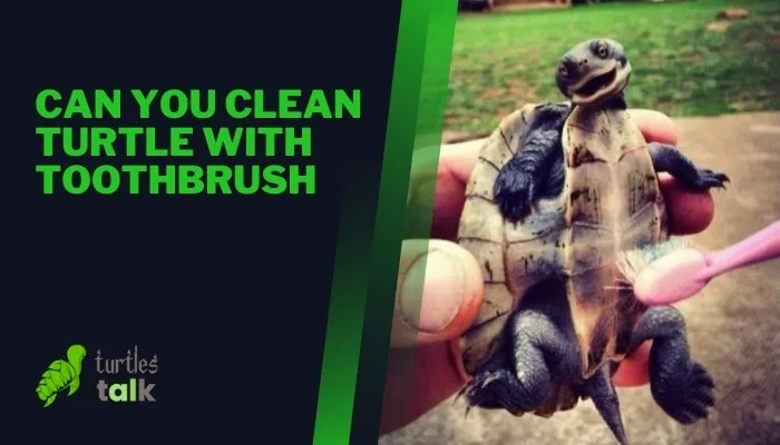 Can You Clean Turtle With Toothbrush