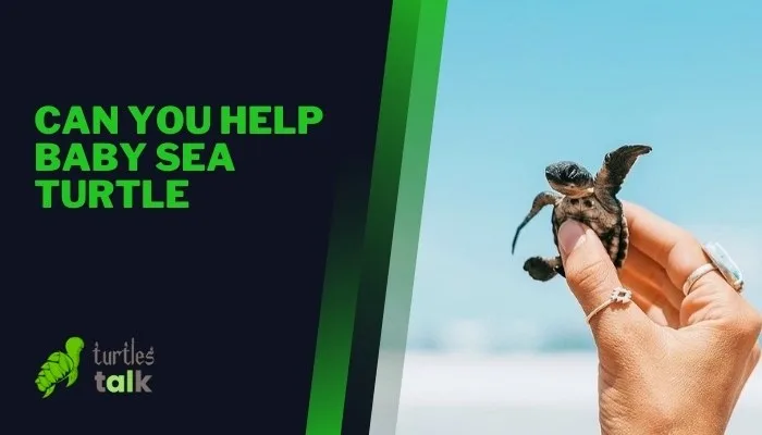 Can You Help Baby Sea Turtle