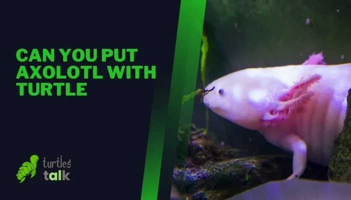 Can You Put Axolotl With Turtle
