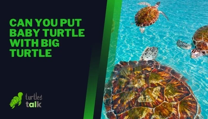 Can You Put Baby Turtle With Big Turtle