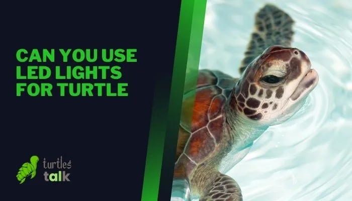 Can You Use Led Lights for Turtle