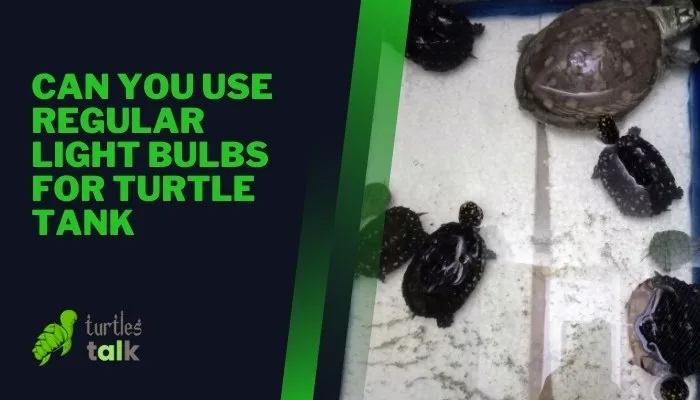 Can You Use Regular Light Bulbs for Turtle Tank