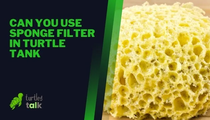 Can You Use Sponge Filter in Turtle Tank