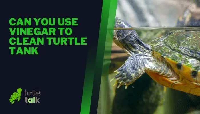 Can You Use Vinegar to Clean Turtle Tank