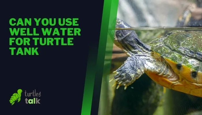 Can You Use Well Water for Turtle Tank
