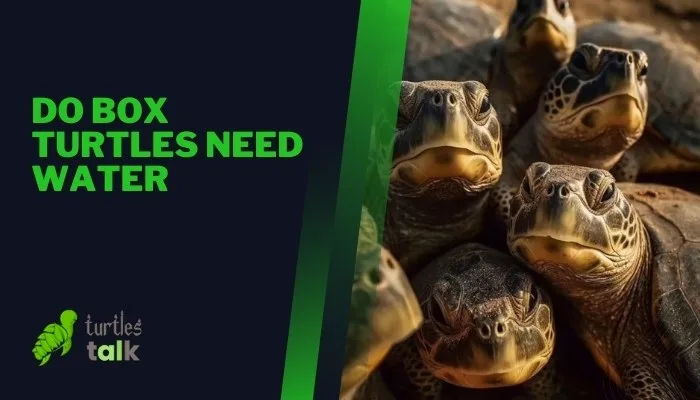 Do Box Turtles Need Water