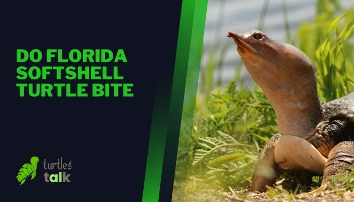 Do Florida Softshell Turtle Bite