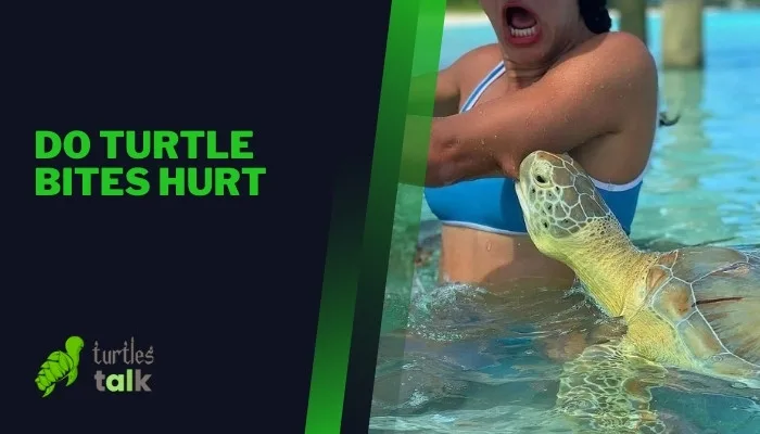 Do Turtle Bites Hurt
