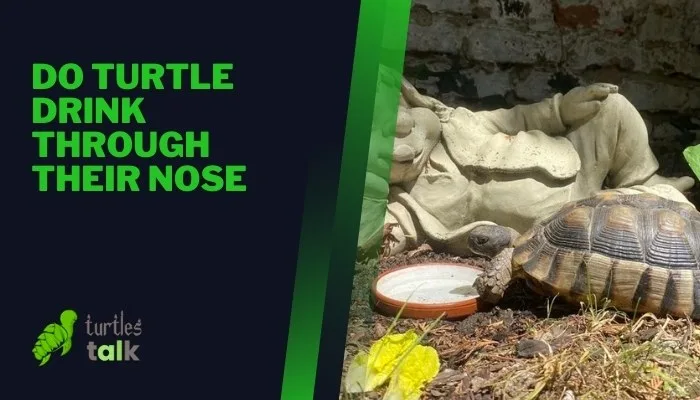 Do Turtle Drink Through Their Nose