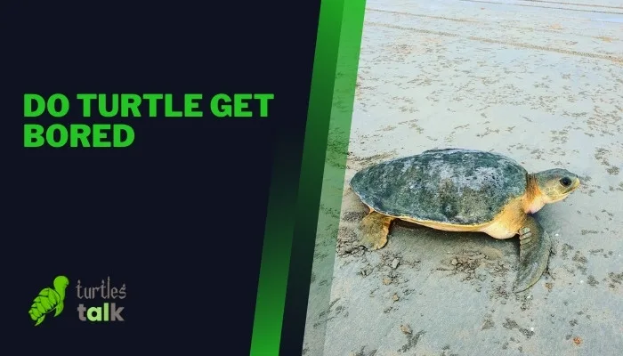 Do Turtle Get Bored