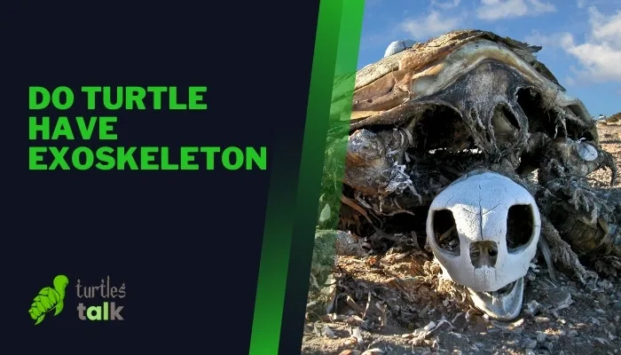 Do Turtle Have Exoskeleton